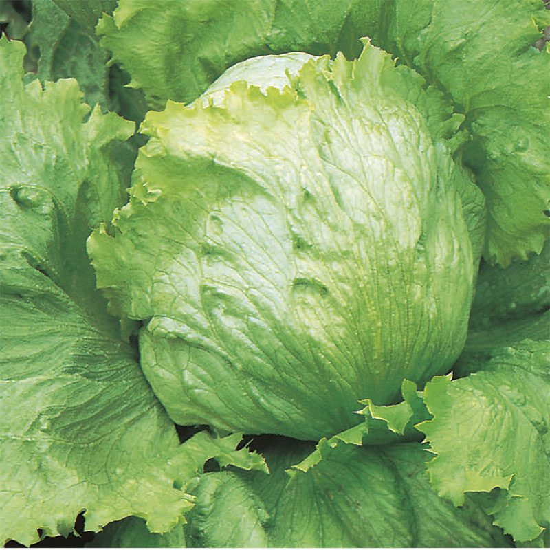 Sallat "Saladin"