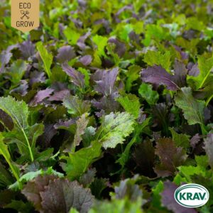 Salladsenap "Mustard Red Giant", ekologisk