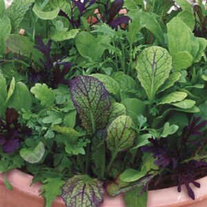 Sallatsmix med kryddig smak