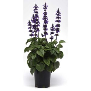 Salvia "Big Blue" F1