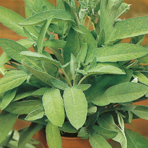 Salvia