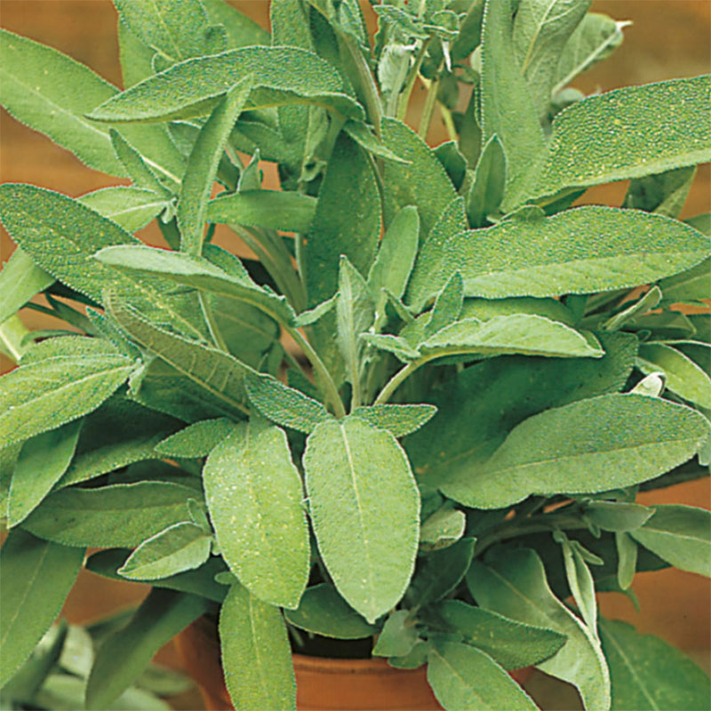 Salvia