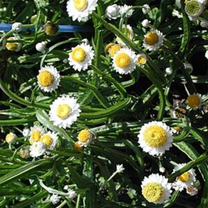 Sandeternell Grandiflorum