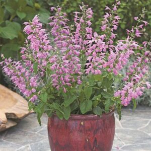 Scharlakanssalvia "Summer Jewel Lavender"