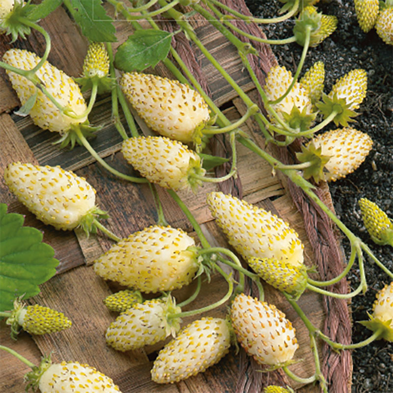 Smultron "Yellow Cream"