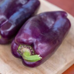 Snackpaprika "Snacking Purple"