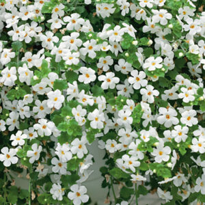 Snöflinga "Snowtopia white"