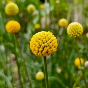 Solboll "Goldstick"