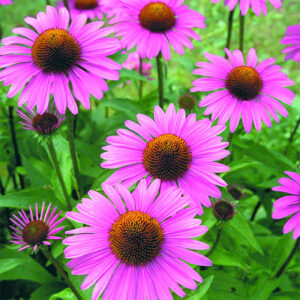 Solhatt "Primadonna Deep Rose"