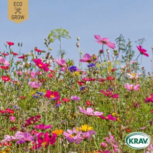 Sommarblom "Honey Bee Mixture", ekologisk