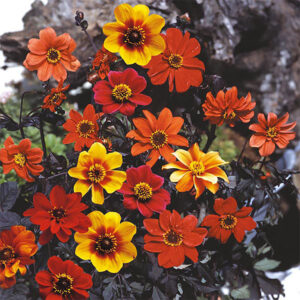 Sommardahlia "Bishops Children"