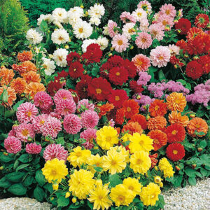 Sommardahlia "Figaro", kompakt mix