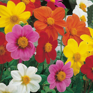 Sommardahlia "Mignon", mix