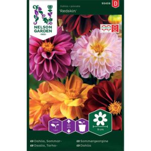 Sommardahlia "Redskin", mix