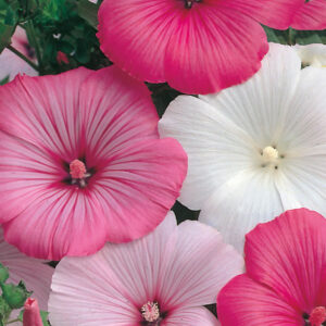 Sommarmalva "Pastel", mix