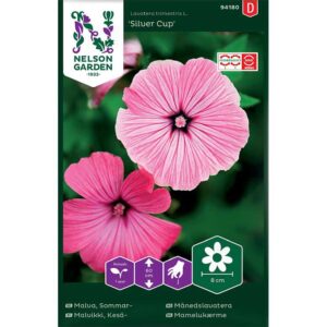 Sommarmalva "Silver Cup"