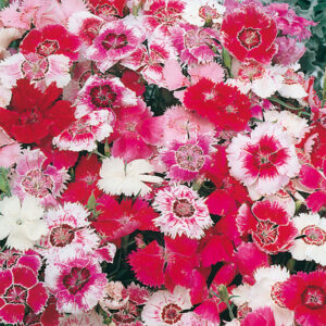 Sommarnejlika "Baby Doll Mix"