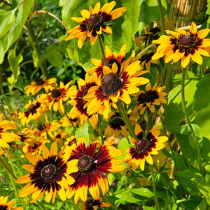 Sommarrudbeckia "Aries"