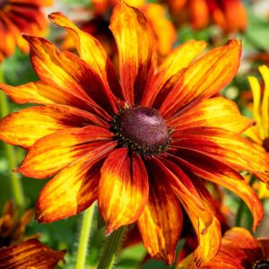Sommarrudbeckia "Cappuccino"
