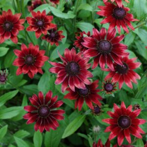 Sommarrudbeckia "Cherry Brandy"