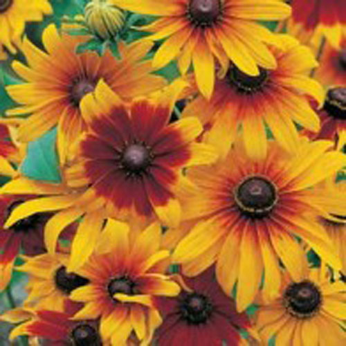 Sommarrudbeckia "Gloriosa Daisy"