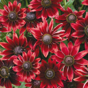 Sommarrudbeckia "Cherry Brandy"