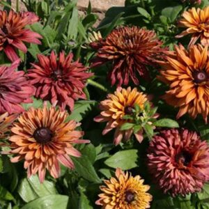 Sommarrudbeckia "Sahara"