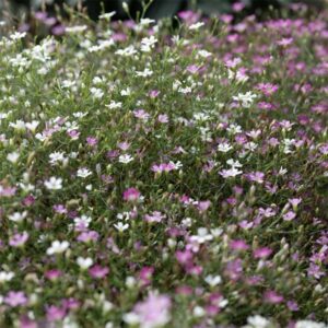 Sommarslöja "Cotton Candy" mix