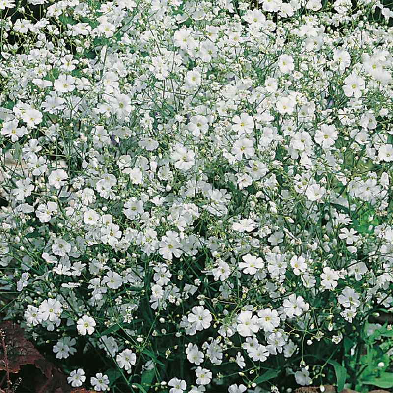 Sommarslöja "Covent Garden"