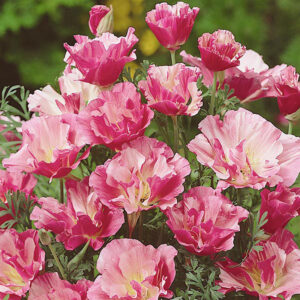 Sömntuta "Appleblossom Pink"