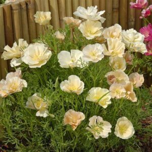 Sömntuta "Thai Silk Pink Champagne"