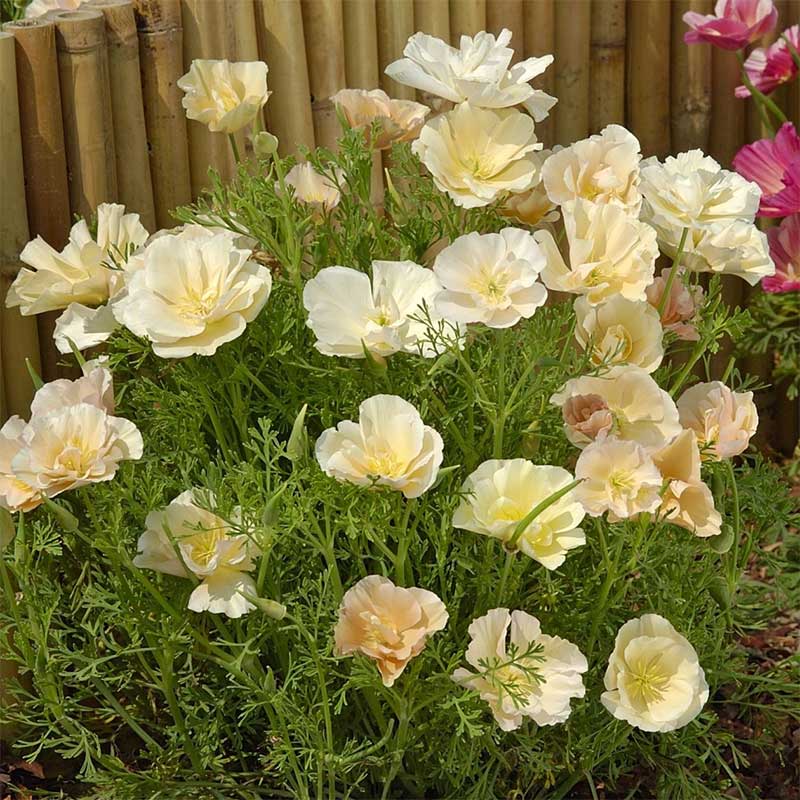 Sömntuta "Thai Silk Pink Champagne"