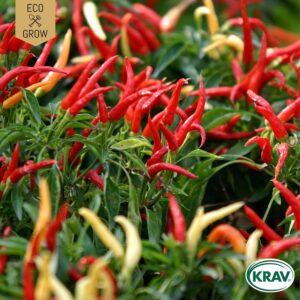 Spansk Peppar "Poupila", ekologisk