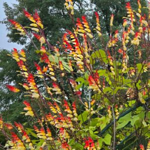 Spanska flaggan Mina lobata