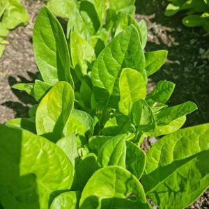 Spenat "Matador", ekologisk