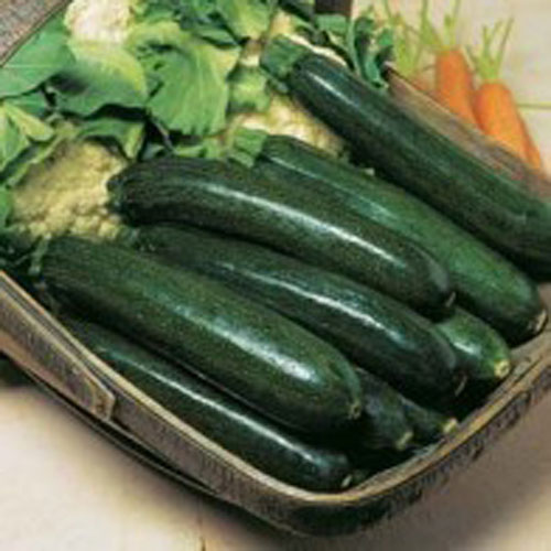 Squash "Astia" F1