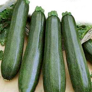 Squash "Nefertiti"