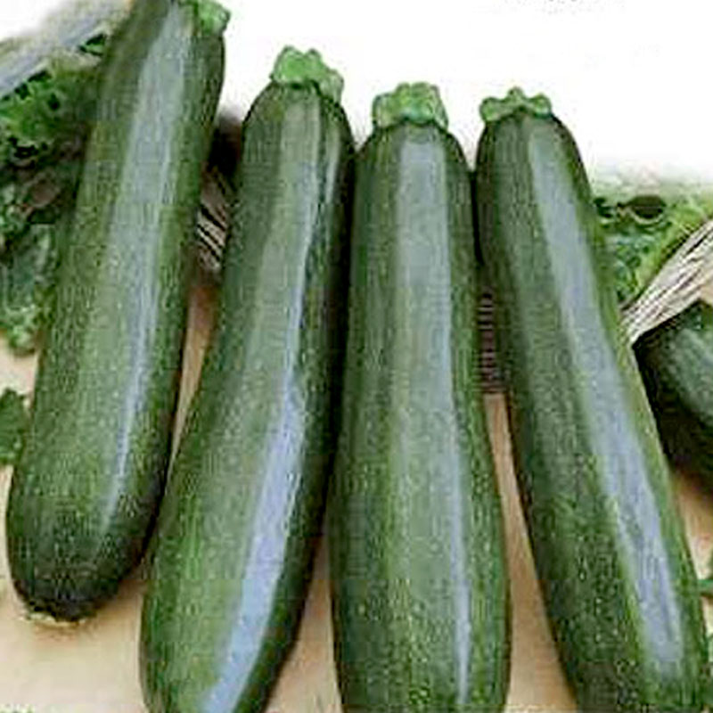Squash "Nefertiti"