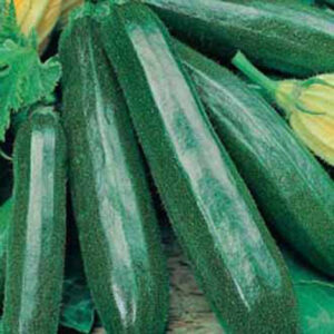 Squash "Primula" F1