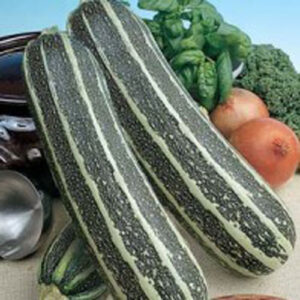 Squash "Tiger Cross" F1
