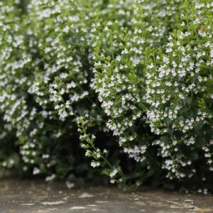 Stenkyndel "Marvelette White"