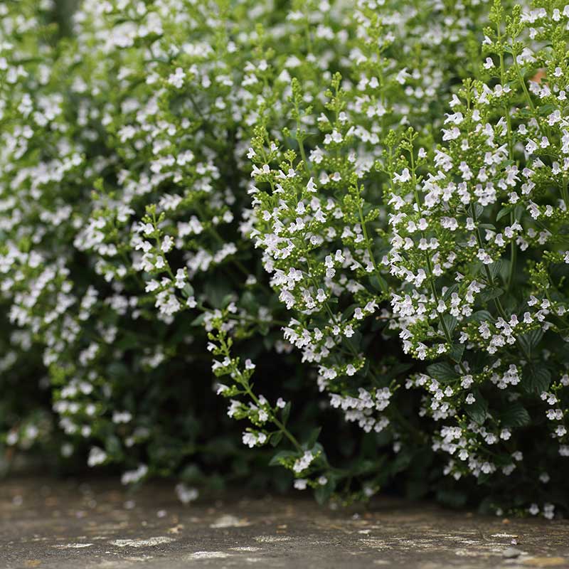 Stenkyndel "Marvelette White"