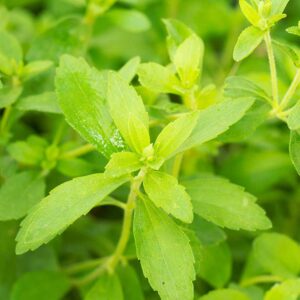 Stevia - Sötflockel