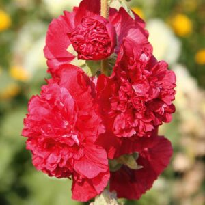 Stockros "Chaters Scarlet"