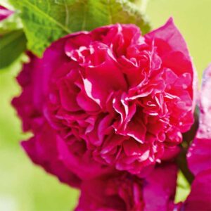 Stockros "Chaters Violet"