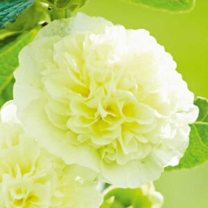 Stockros "Chaters Yellow"