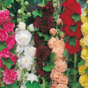 Stockros, dubbel mix