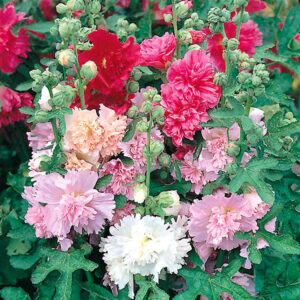 Stockros "Majorette"