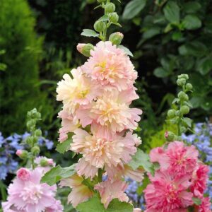 Stockros "Spring Celebrity Apricot"