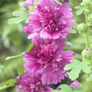 Stockros "Spring Celebrity Purple"